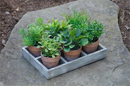 Herbs in Tray